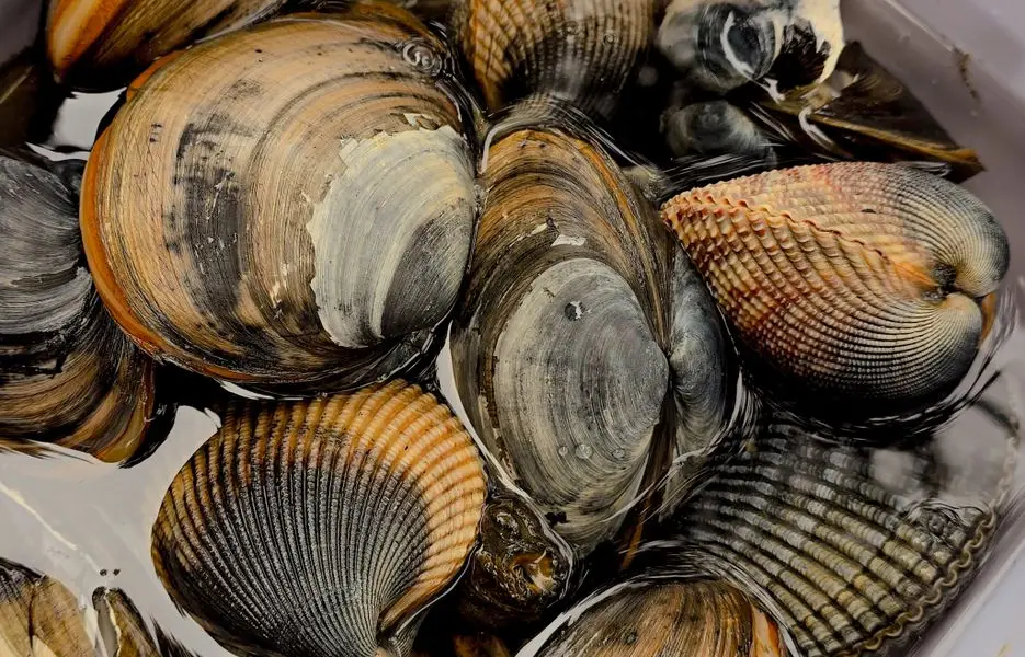 Faut-il rincer les coquillages ?