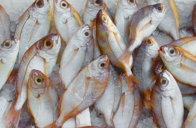 Étal de poissons entiers sur la glace chez le poissonnier